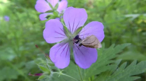 The moth has decided to eat nectar from a blue flower Stock Footage 10708662