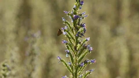 Moth helps pollination by visiting backlit Viper's Bugloss in meadow Stock Footage 340922184