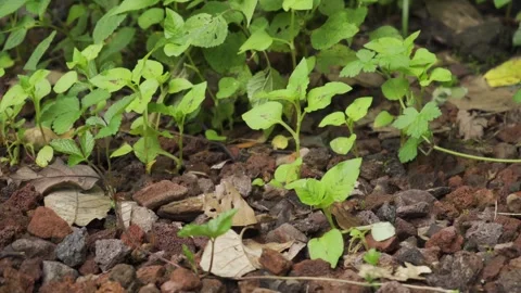 A moth hidden. 库存影片 248001736