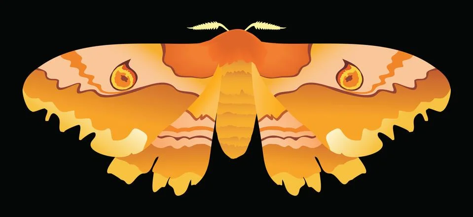 Moth Stock Illustration