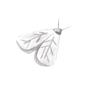 Moth illustration isolated on a white background. Butterfly hand painted Illustrazione stock