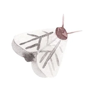 Moth illustration isolated on a white background. Butterfly hand painted Stock Illustration