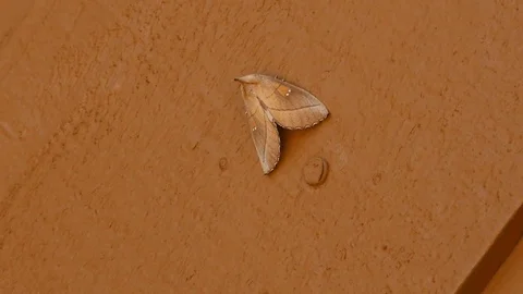 Moth Insect Cryptic Camouflage Color Evolution Adaptation Stock Footage 70260035