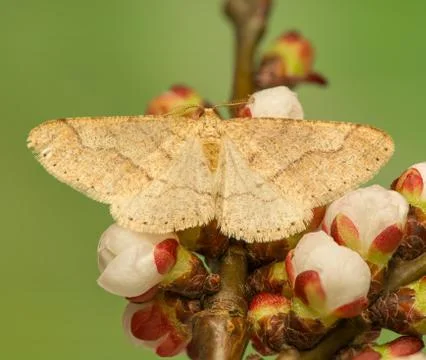 Moth - insect - geometridae Stock Photos