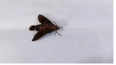 Moth Insect 'Macroglossum' Stock Footage 233654667