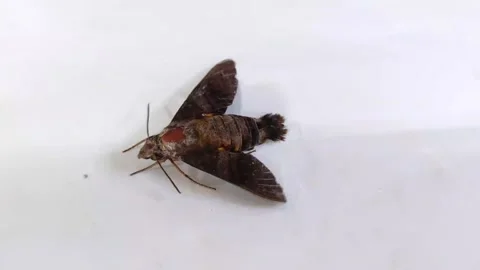 Moth Insect 'Macroglossum' Stock Footage 233654668