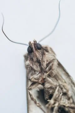MOTH INSECT Stock Photos