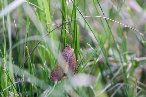Moth, insect Stock Photos