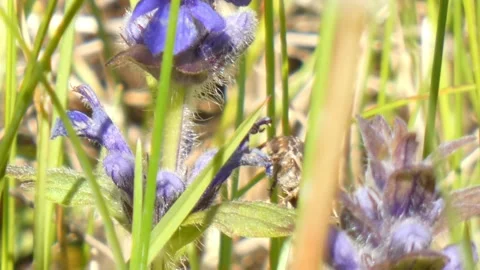 A moth insect searches for nectar on purple flowers Stock Footage 259746361