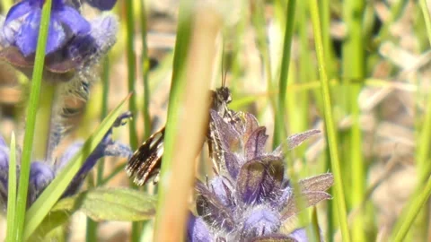 A moth insect searches for nectar on purple flowers Stock Footage 259746392