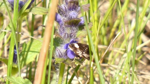 A moth insect searches for nectar on purple flowers Stock Footage 259746502