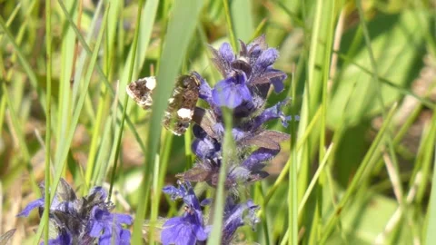 A moth insect searches for nectar on purple flowers Stock Footage 259746576