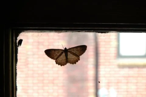 Moth insect window beautiful bright brilliant Stock-Fotos