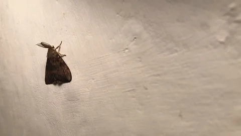 Moth on the internal white wall Stock Footage