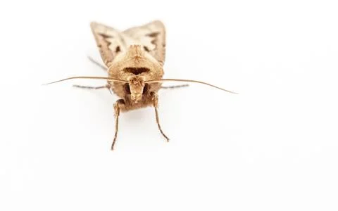 A Moth isolated on a white background Stock Photos