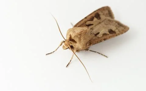 A Moth isolated on a white background Stock Photos