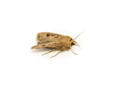 A Moth isolated on a white background Stock Photos