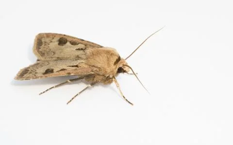 A Moth isolated on a white background Stock Photos