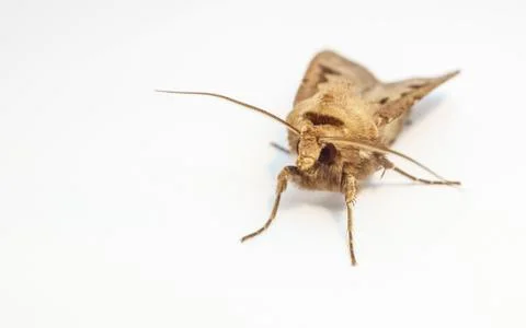 A Moth isolated on a white background Stock Photos