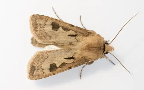 A Moth isolated on a white background Stock Photos