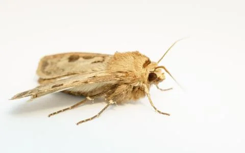 A Moth isolated on a white background Stock Photos
