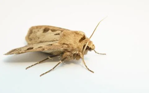A Moth isolated on a white background Stock Photos