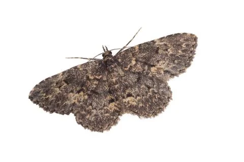 Moth isolated on white Stock Photos