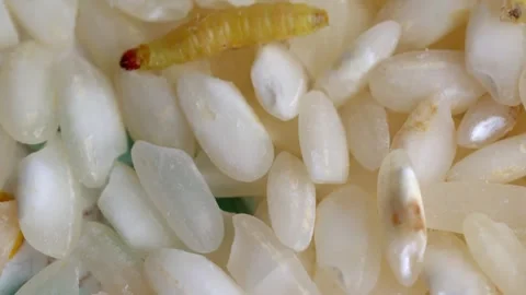 Moth Larva Crawling On Rice Grains. Rice Bug. macro shot Stock Footage 259031646