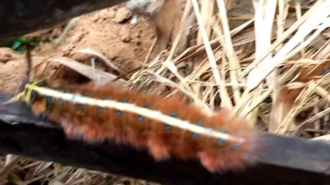 Moth Larva Crawling on Wood Trying to Climb 库存影片 337033292