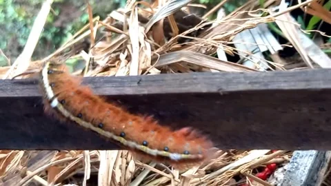 Moth Larva Drops with Silk Line Then Continues Crawling 库存影片 337033287
