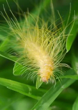 Moth larva Stock Photos