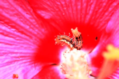 Moth larvae, close-ups Stock Photos