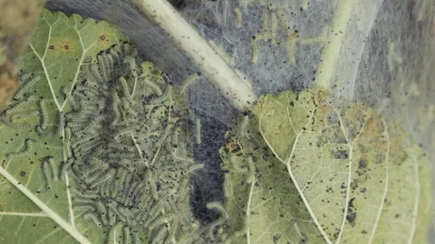 MOTH LARVAE IN WEB Stock Footage 251751443