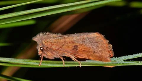Moth laying eggs at night. Foto stock