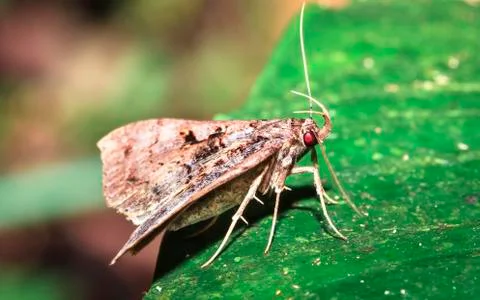 Moth on a leaf in Belize Stock Photos