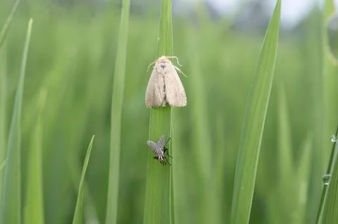 Moth on the leaf rice Stock-Fotos