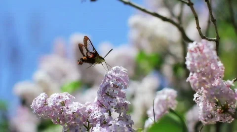 Moth Lillac Stock Footage 810096