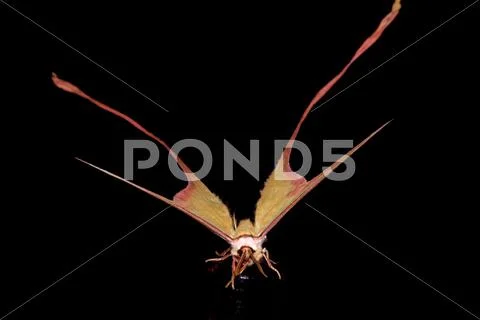 Moth long tail butterfly Stock Photos