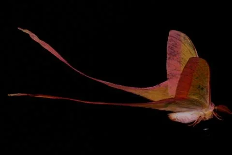 Moth long tail butterfly Foto stock