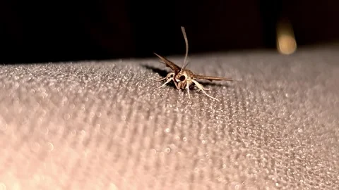 Moth macro close-up, insect life and nature concept Stock Footage 337595716