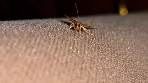 Moth macro close-up, insect life and nature concept Stock Footage 337671486