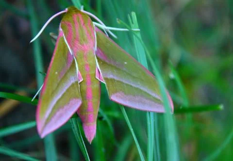 Moth in macro Fotos Stock