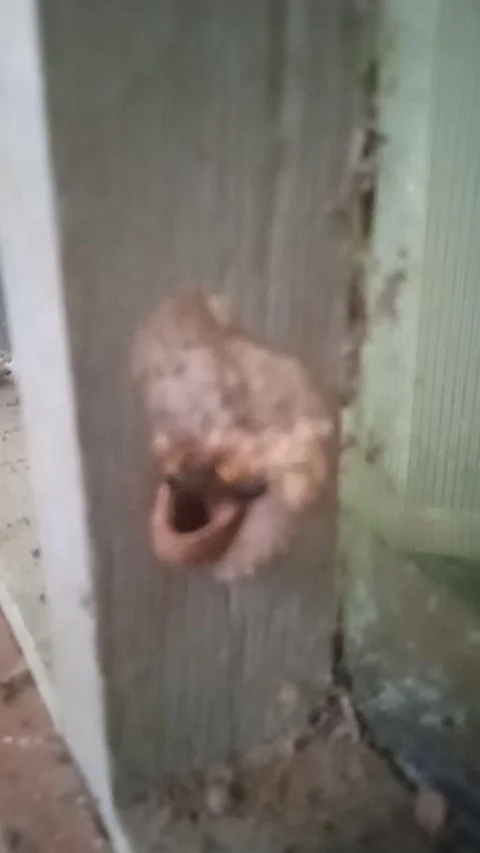 A moth making house Stock Footage 308490810