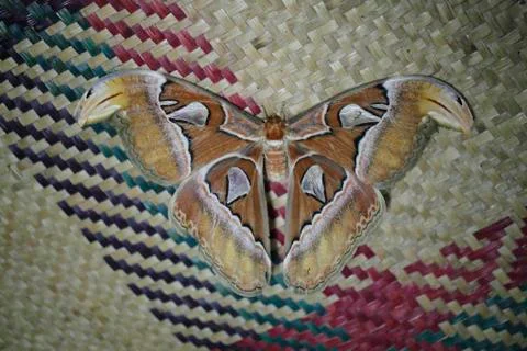 Moth on mat Stock Photos