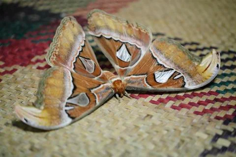 Moth on mat Stock Photos