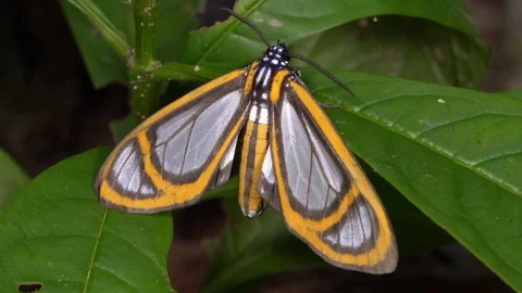 This moth is mimicking the wing pattern of certain toxic Ithomiid butterflies Video stock 71235930