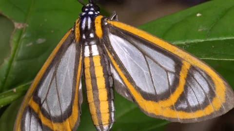 This moth is mimicking the wing pattern of certain toxic Ithomiid butterflies Video stock 71235955