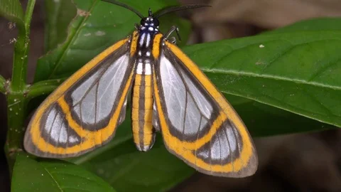 This moth is mimicking the wing pattern of certain toxic Ithomiid butterflies Video stock 71236260