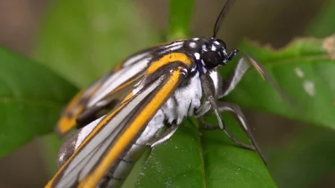This moth is mimicking the wing pattern of certain toxic Ithomiid butterflies Video stock 71236555