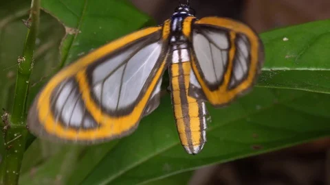 This moth is mimicking the wing pattern of certain toxic Ithomiid butterflies Video stock 71236748